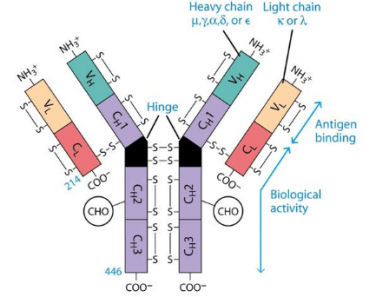 抗体重链和轻链具体结构示意图
