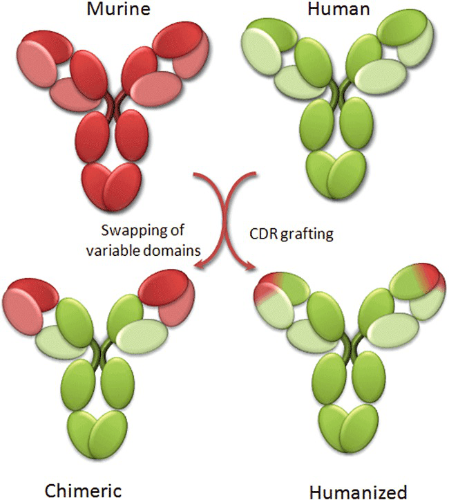 嵌合抗体和CDR移植抗体