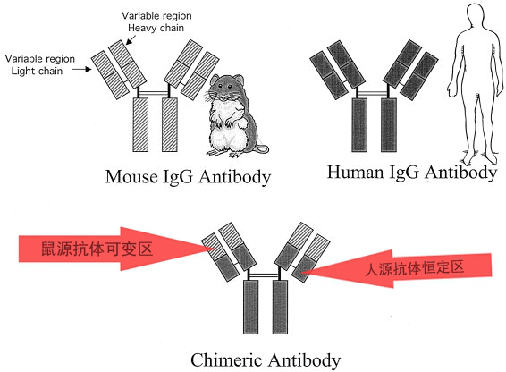 利妥昔单抗：人CD20特异的嵌合单克隆抗体。 IgG抗体分子由2个重链和2个通过二硫键连接的轻链组成。