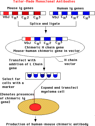 人鼠嵌合抗体制备过程