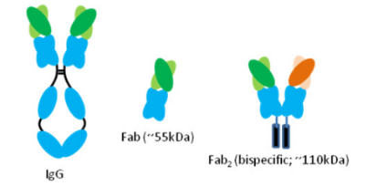 嵌合Fab和F（ab’）2抗体