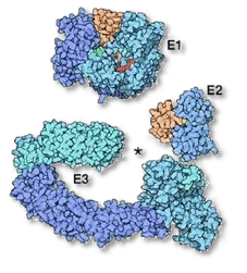 泛素激活酶E1、泛素结合酶E2、泛素连接酶E3