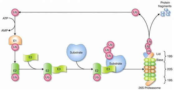 泛素化过程图解