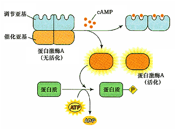 蛋白激酶催化的蛋白质磷酸化反应
