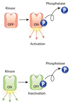 将靶蛋白磷酸化使之激活或者失活