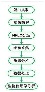 基于抗体富集的高通量蛋白质修饰鉴定实验流程