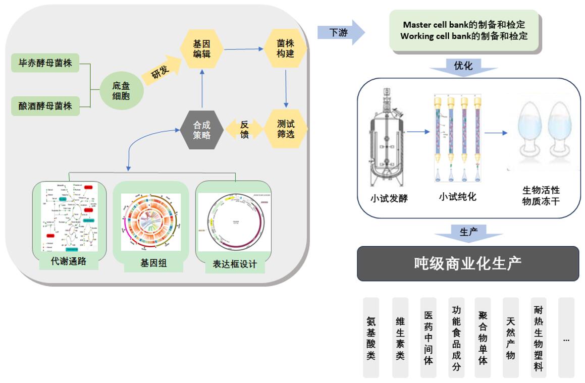 酵母发酵生产