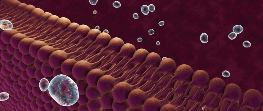 Lipid-me<em></em>tabolism-1.jpg